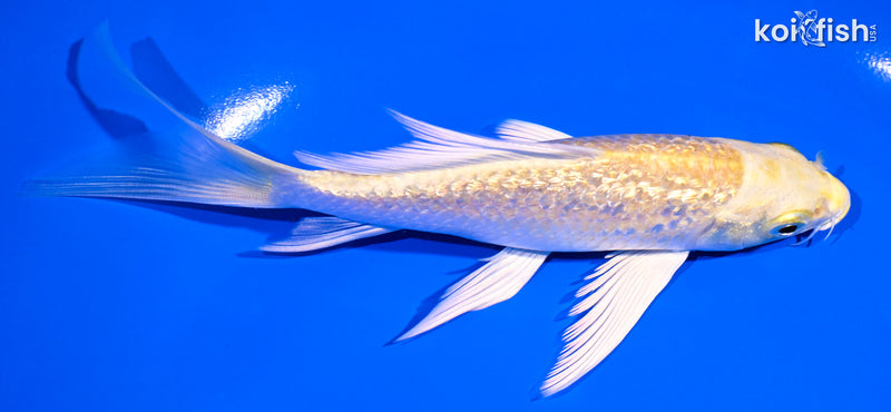 5.75" GINRIN YAMABUKI OGON BUTTERFLY