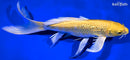 9" GINRIN YAMABUKI OGON BUTTERFLY