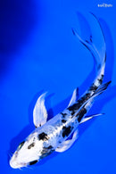 5" DOITSU GIN SHIRO BEKKO BUTTERFLY