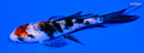 4.5" SHOWA BUTTERFLY