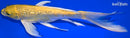 9" GINRIN YAMABUKI OGON BUTTERFLY
