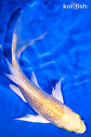 5.75" GINRIN YAMABUKI OGON BUTTERFLY