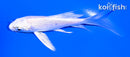 4.25" PLATINUM OGON BUTTERFLY