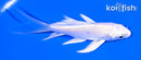 4.25" PLATINUM OGON BUTTERFLY