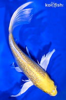 9" GINRIN YAMABUKI OGON BUTTERFLY