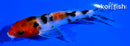 4.5" SANKE BUTTERFLY