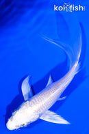 4.25" PLATINUM OGON BUTTERFLY