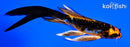 5" BENI KIKOKURYU BUTTERFLY
