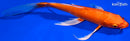 8.75" ORENJI OGON BUTTERFLY