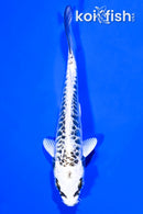 5.25" DOITSU GIN MATSUBA