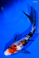 4.5" SHOWA BUTTERFLY