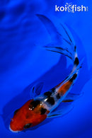 4.5" SANKE BUTTERFLY