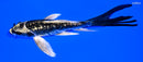5.25" GINRIN KIN KIKOKURYU BUTTERFLY