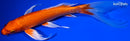 8.75" ORENJI OGON BUTTERFLY