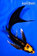 5" BENI KIKOKURYU BUTTERFLY