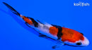 4.5" SANKE