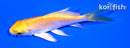 4.25" LEMON HARIWAKE BUTTERFLY