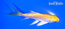 4.25" LEMON HARIWAKE BUTTERFLY