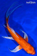 8.75" ORENJI OGON BUTTERFLY