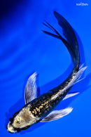 5.25" GINRIN KIN KIKOKURYU BUTTERFLY