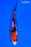 4.5" SANKE