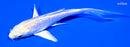 4.25" GINRIN LEMON HARIWAKE BUTTERFLY