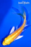 4.25" LEMON HARIWAKE BUTTERFLY