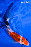 5.75" SANKE BUTTERFLY