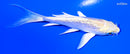 4.25" GINRIN LEMON HARIWAKE BUTTERFLY