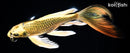 10.5" KIN KI MATSUBA BUTTERFLY