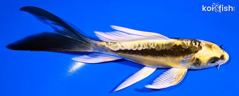 5.75" KIN KIKOKURYU BUTTERFLY