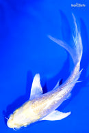 4.25" GINRIN LEMON HARIWAKE BUTTERFLY