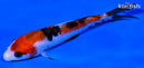 4.5" SANKE