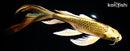 10.5" KIN KI MATSUBA BUTTERFLY