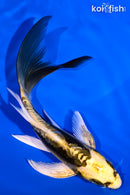 5.75" KIN KIKOKURYU BUTTERFLY