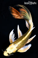 10.5" KIN KI MATSUBA BUTTERFLY