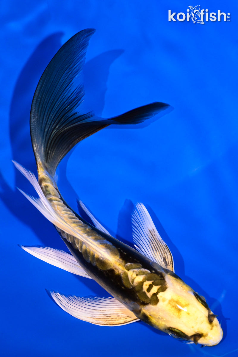 5.75" KIN KIKOKURYU BUTTERFLY