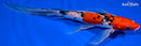 9.5" SANKE BUTTERFLY