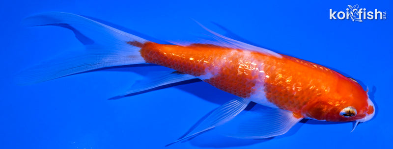 5.5" GINRIN KOHAKU BUTTERFLY