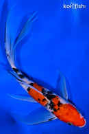 9.5" SANKE BUTTERFLY