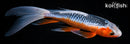 10" ASAGI BUTTERFLY