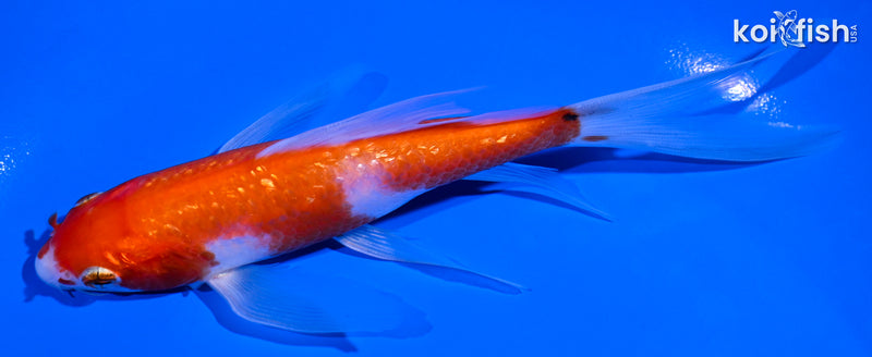 5.5" GINRIN KOHAKU BUTTERFLY