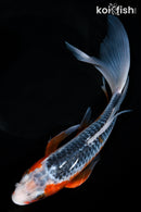 10" ASAGI BUTTERFLY
