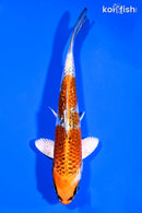 5.5" GINRIN KUJAKU