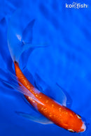 5.5" GINRIN KOHAKU BUTTERFLY