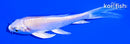 5" PLATINUM OGON BUTTERFLY