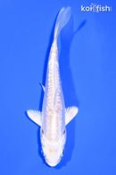 4" DOITSU LEMON HARIWAKE
