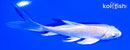 5" PLATINUM OGON BUTTERFLY