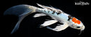 10" YAMATO NISHIKI BUTTERFLY
