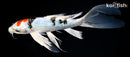 10" YAMATO NISHIKI BUTTERFLY